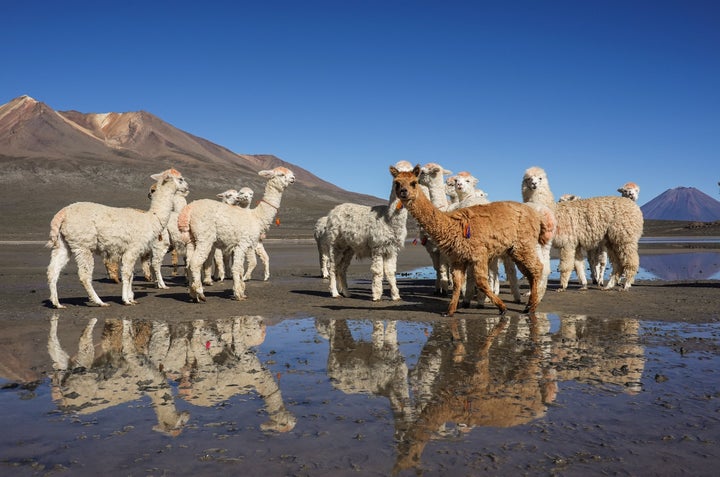 A herd of alpacas in the Laguna de Salinas in the Arequipa region in the Andes in Peru.